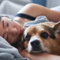 How can i make sure that my home environment is safe and comfortable for my pet?