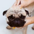 How often should i bathe my pet?
