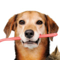 What type of dental care does my pet need?