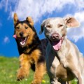 How can i make sure my pet is getting enough socialization?