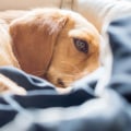 How can i tell if my pet is sick?