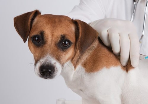 What vaccinations does my pet need?