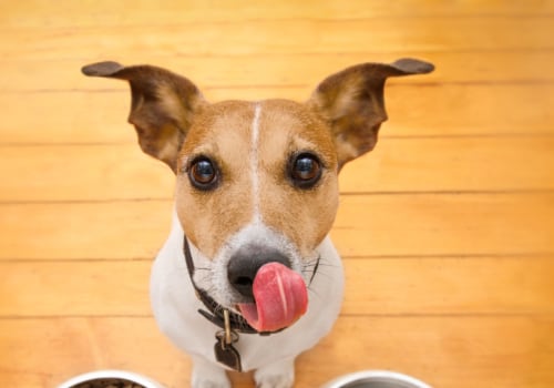 What type of food should i feed my pet?