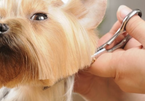What type of grooming does my pet need?