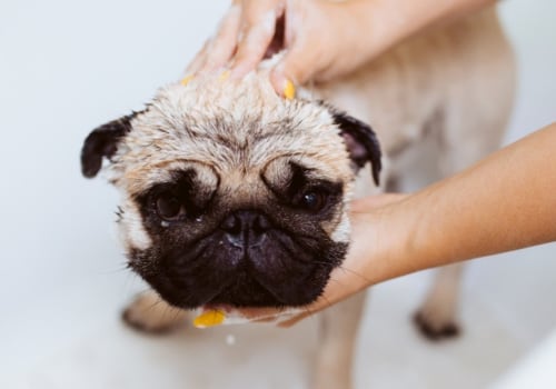 How often should i bathe my pet?