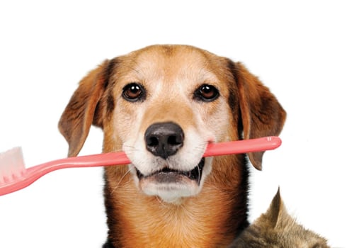What type of dental care does my pet need?