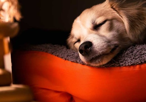 How can i make sure my pet is getting enough sleep?