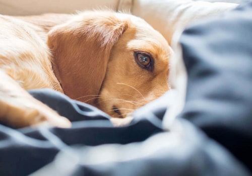 How can i tell if my pet is sick?