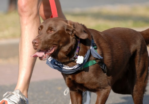 How can i make sure my pet gets enough exercise?